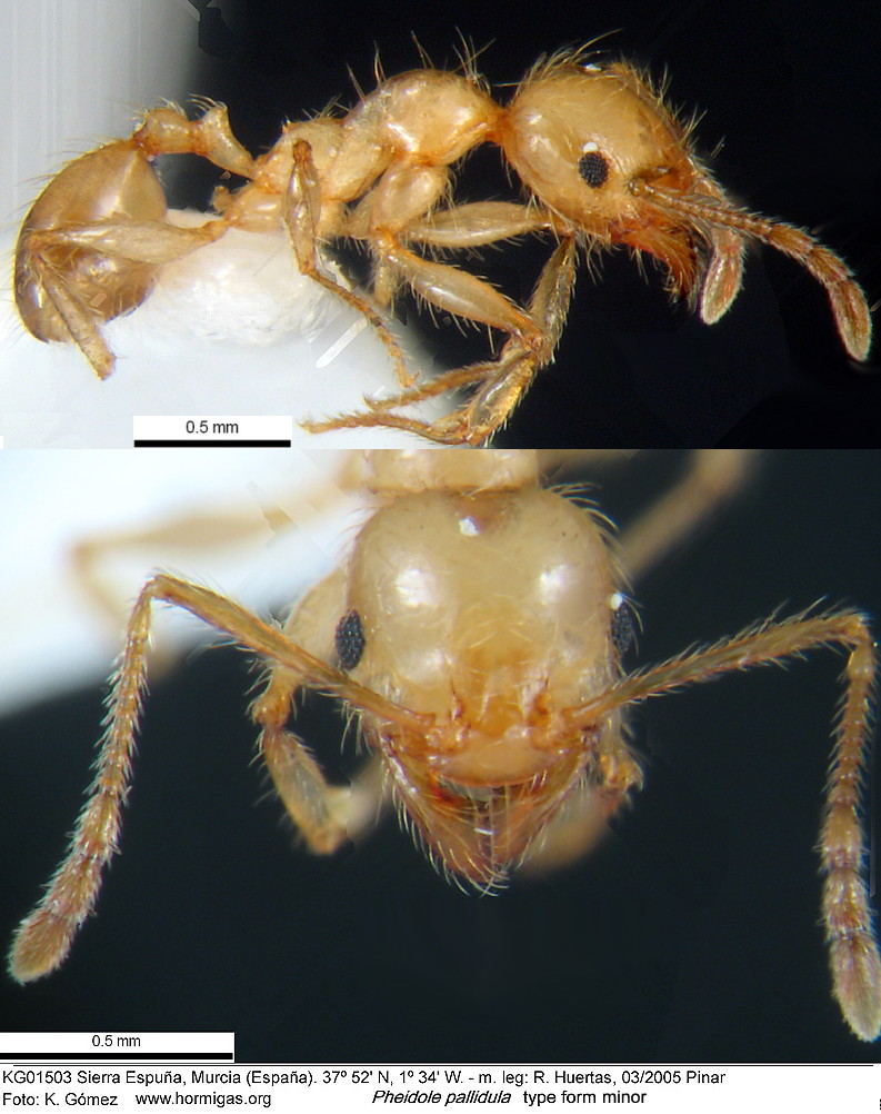 {Pheidole pallidula minor Spain}