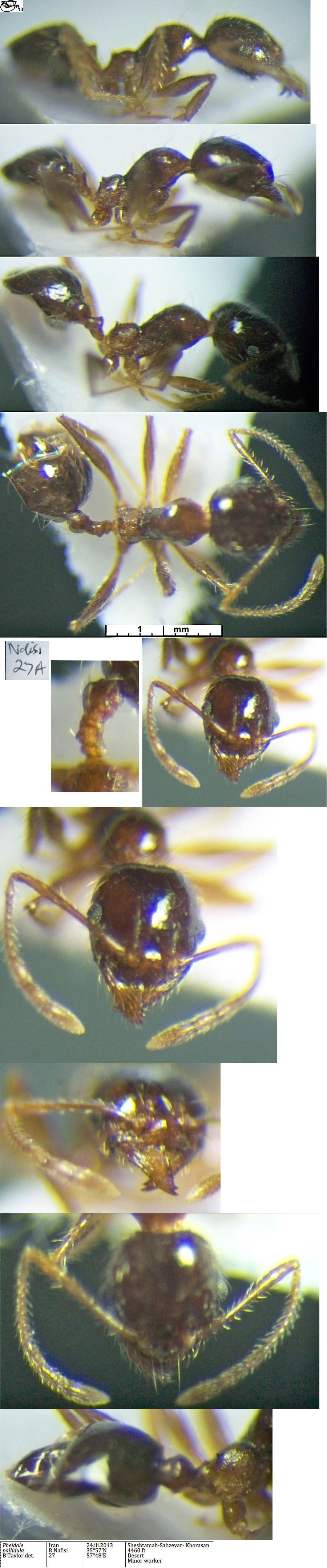 {Pheidole pallidula minor