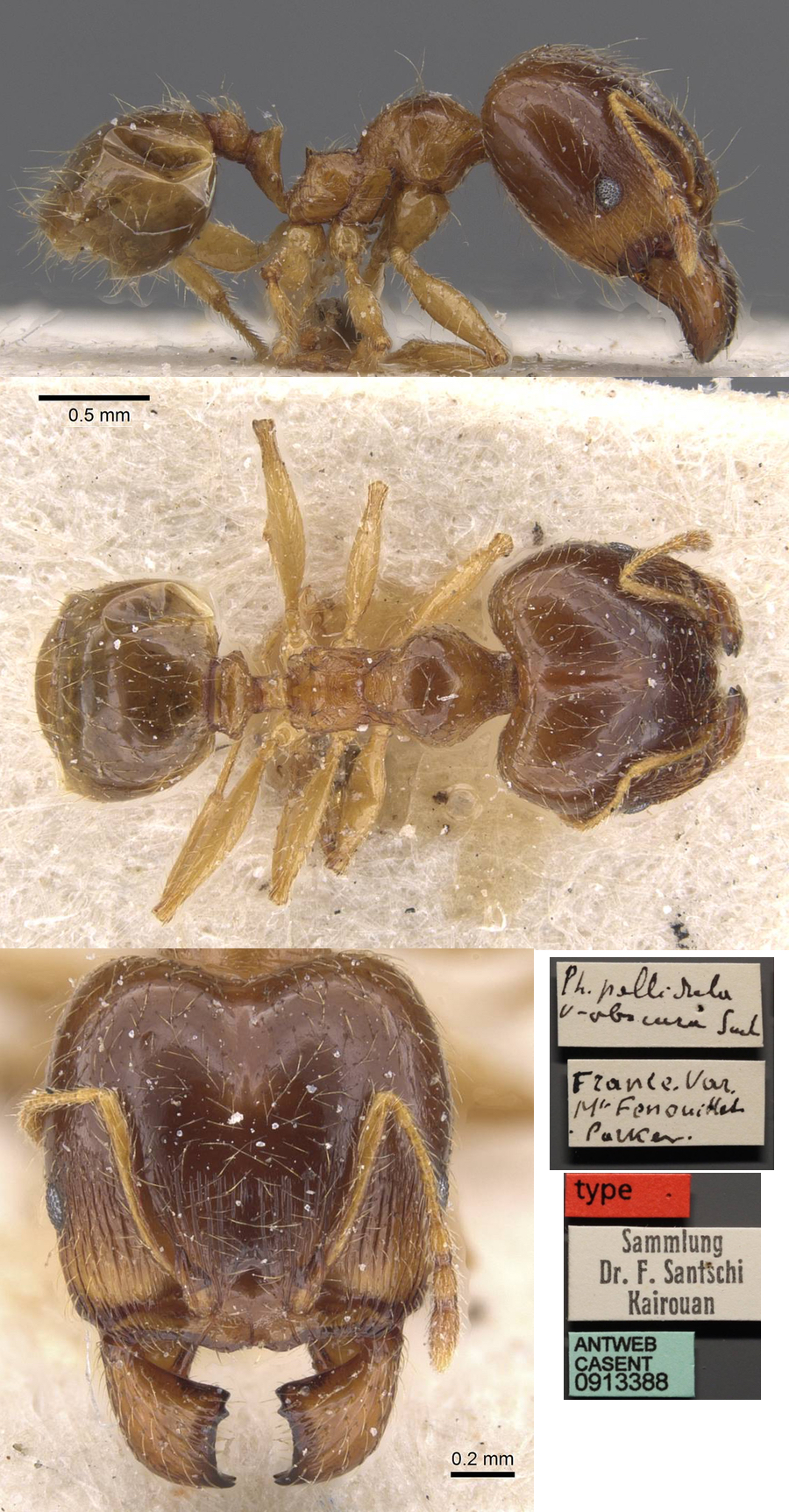 {Pheidole pallidula obscura major}