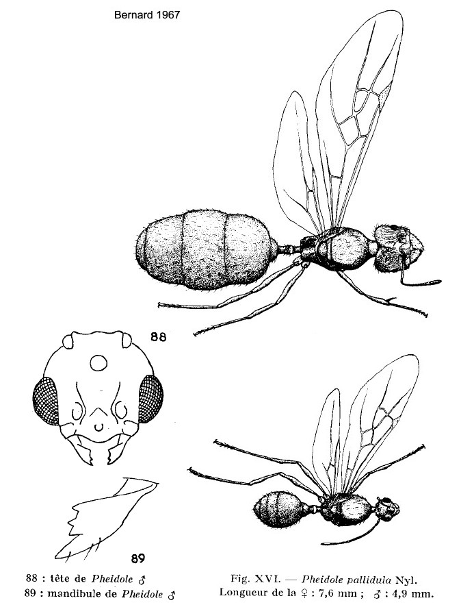 {Pheidole pallidula sexuals}