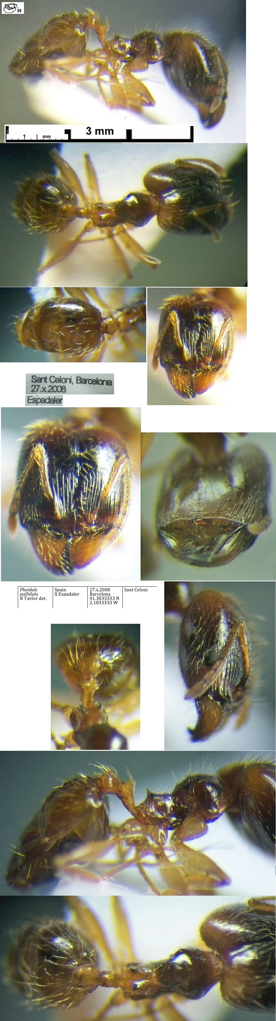 {Pheidole pallidula major