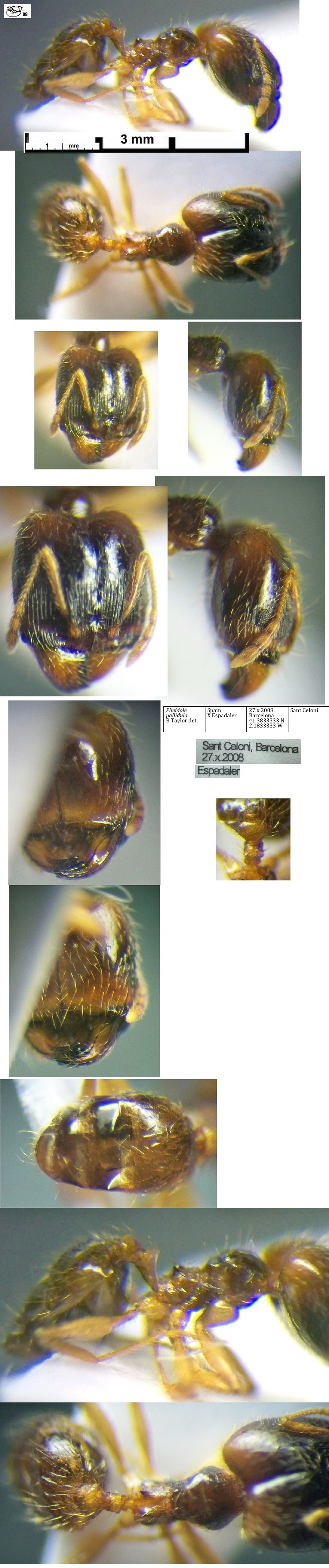 {Pheidole pallidula major