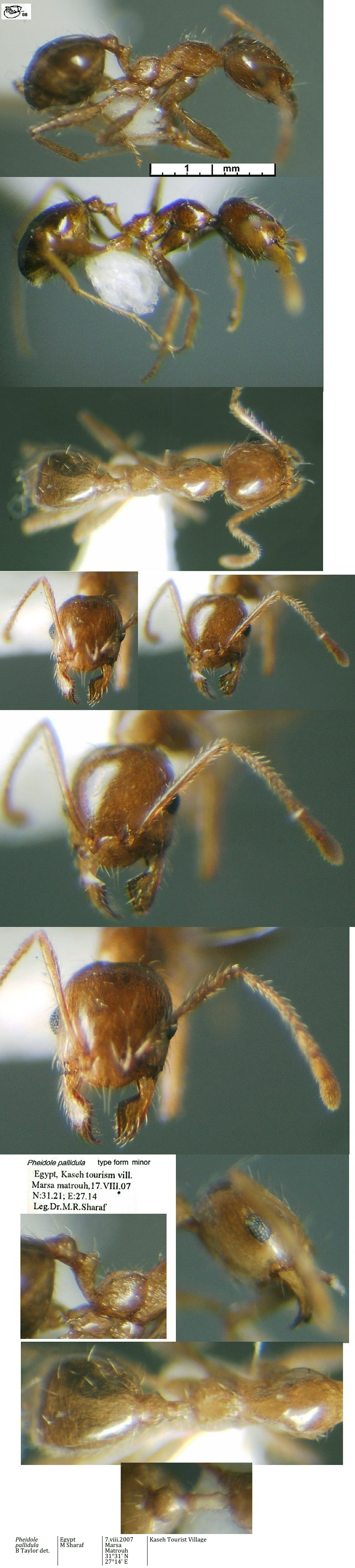 {Pheidole pallidula minor