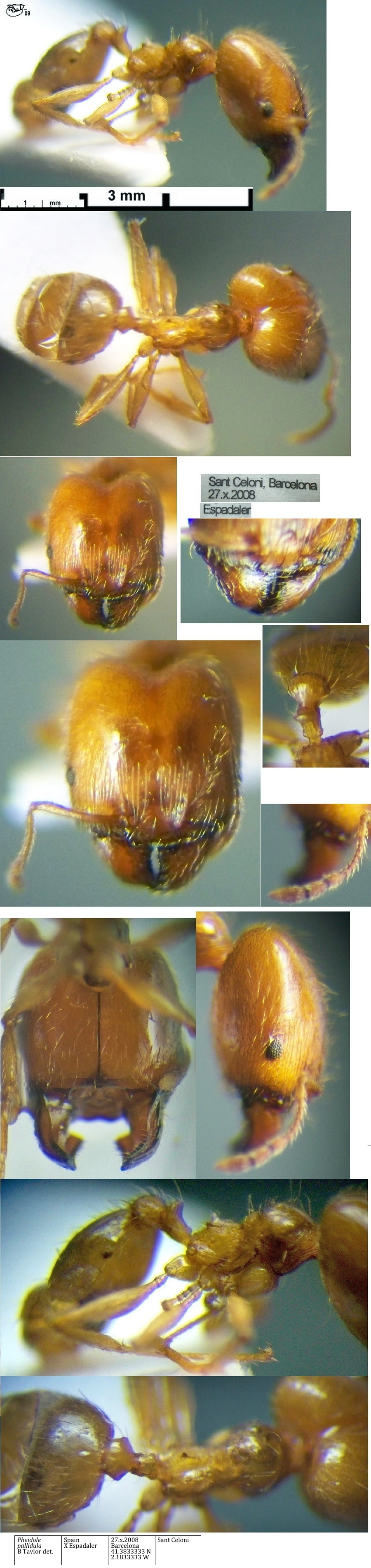 {Pheidole pallidula major