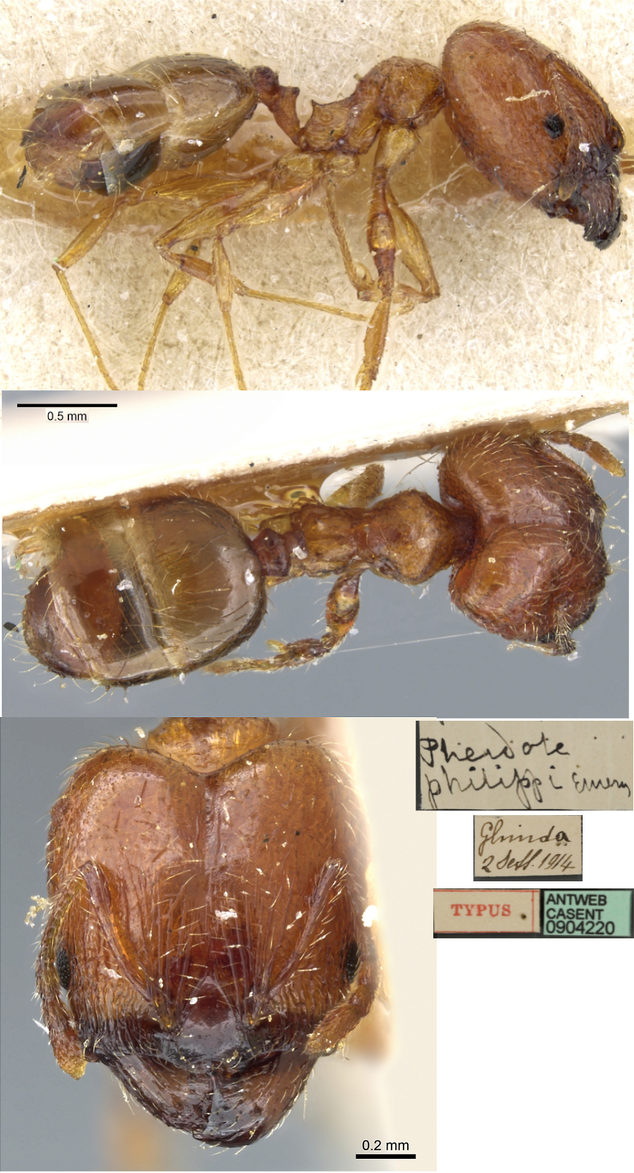 Pheidole philippi major