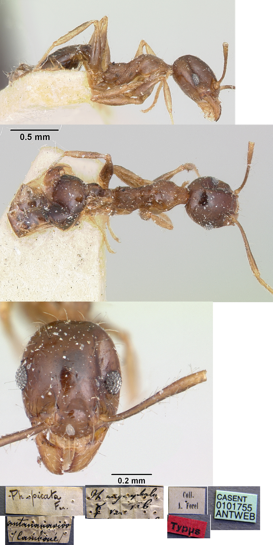 {Pheidole picata minor}