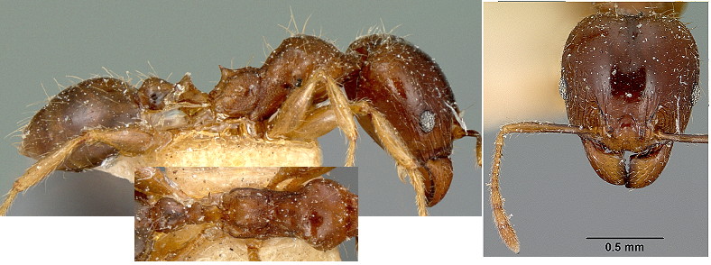 {Pheidole picata major}