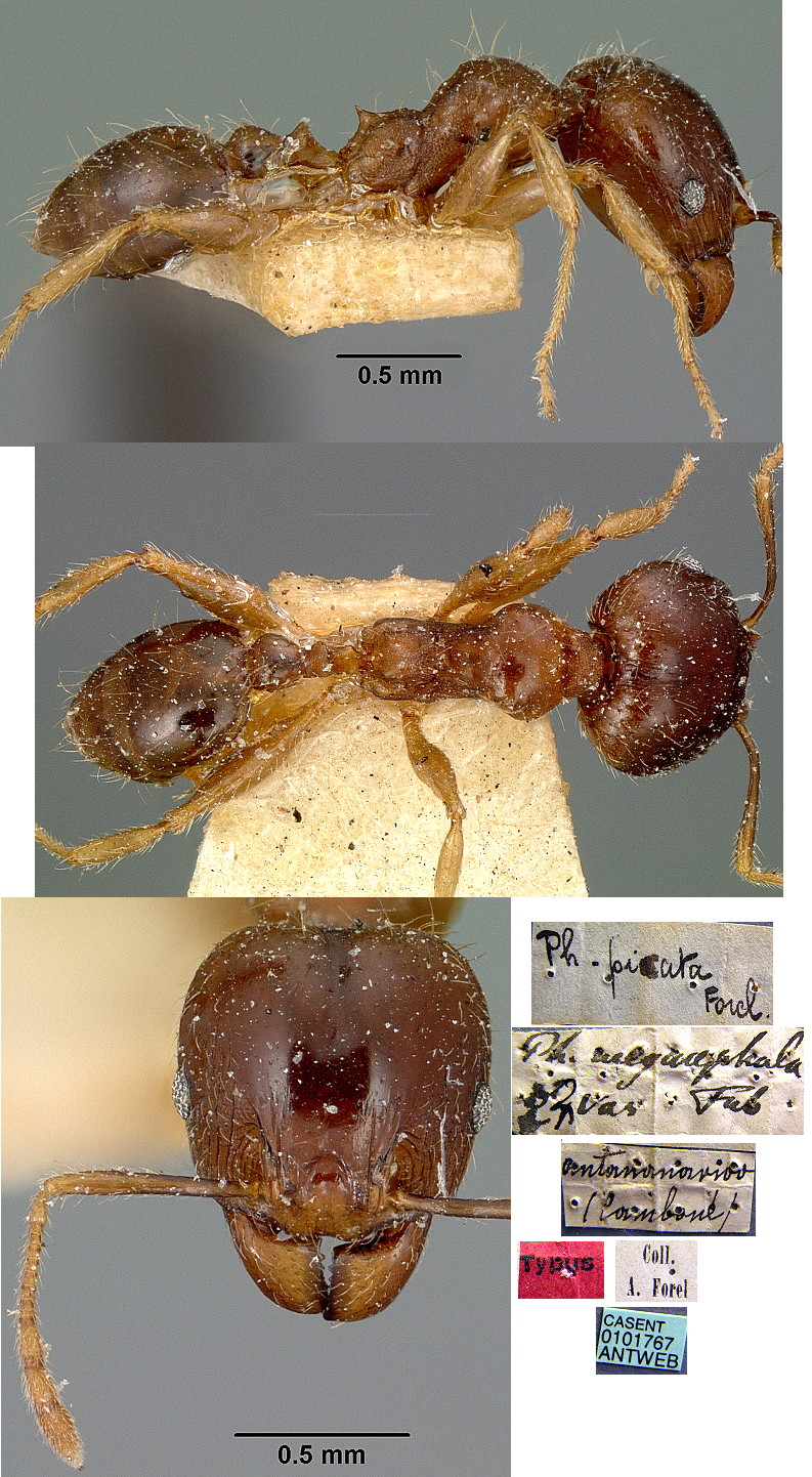 {Pheidole picata major}