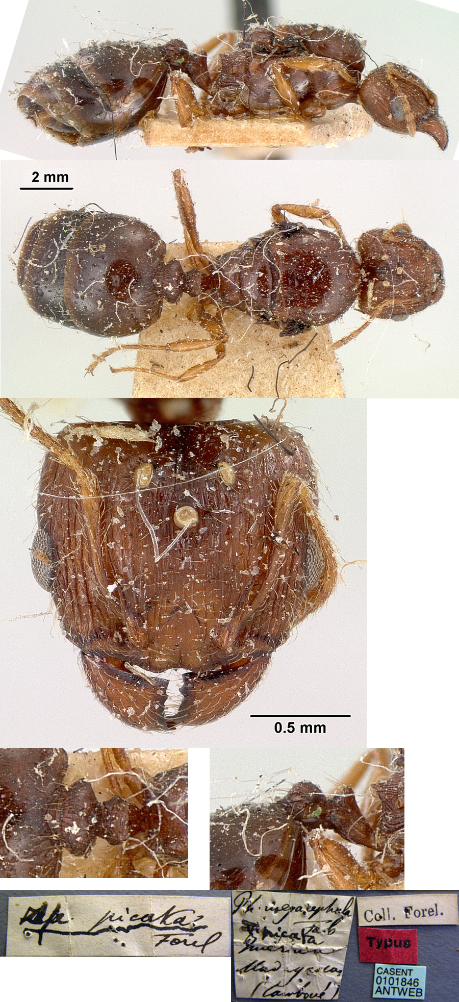 {Pheidole picata queen}