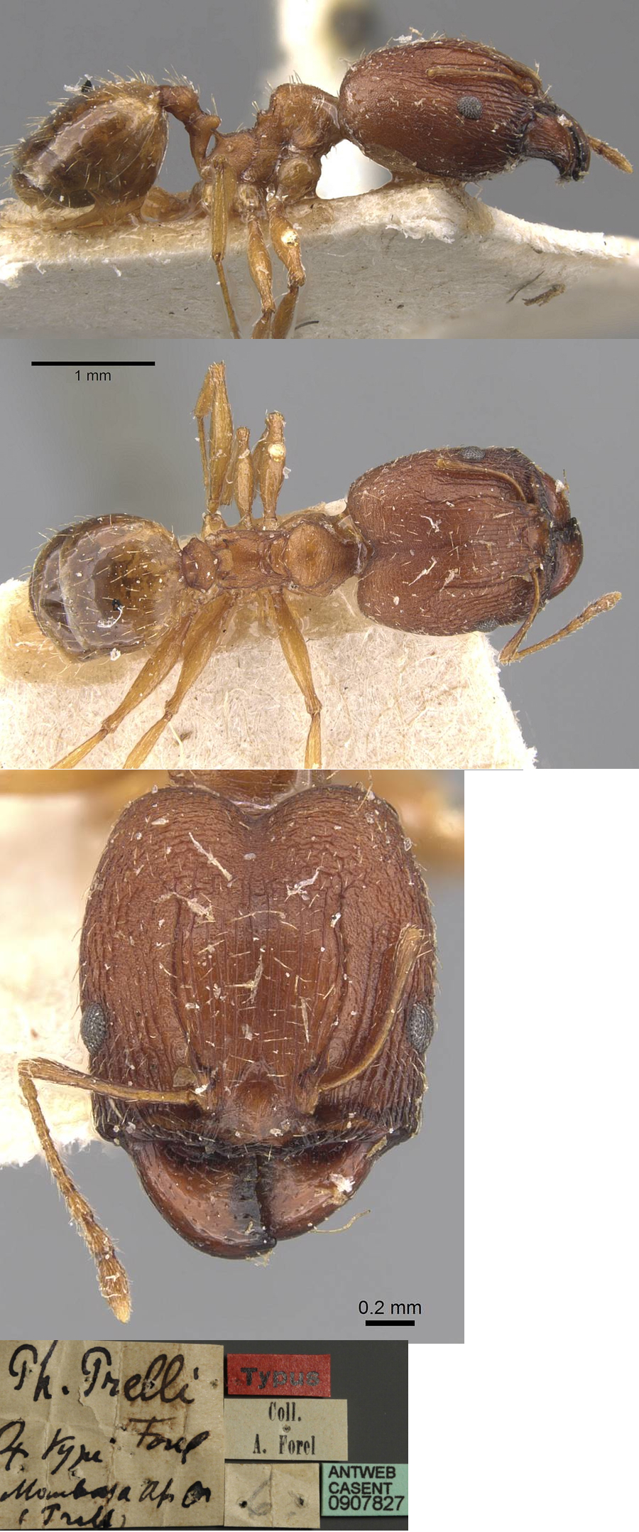 {Pheidole prelli major}