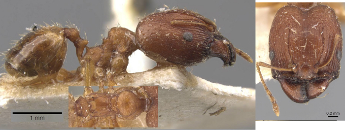 Pheidole prelli major