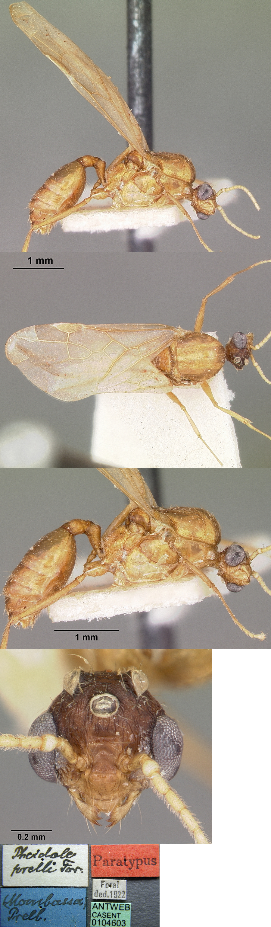 {Pheidole prelli male}