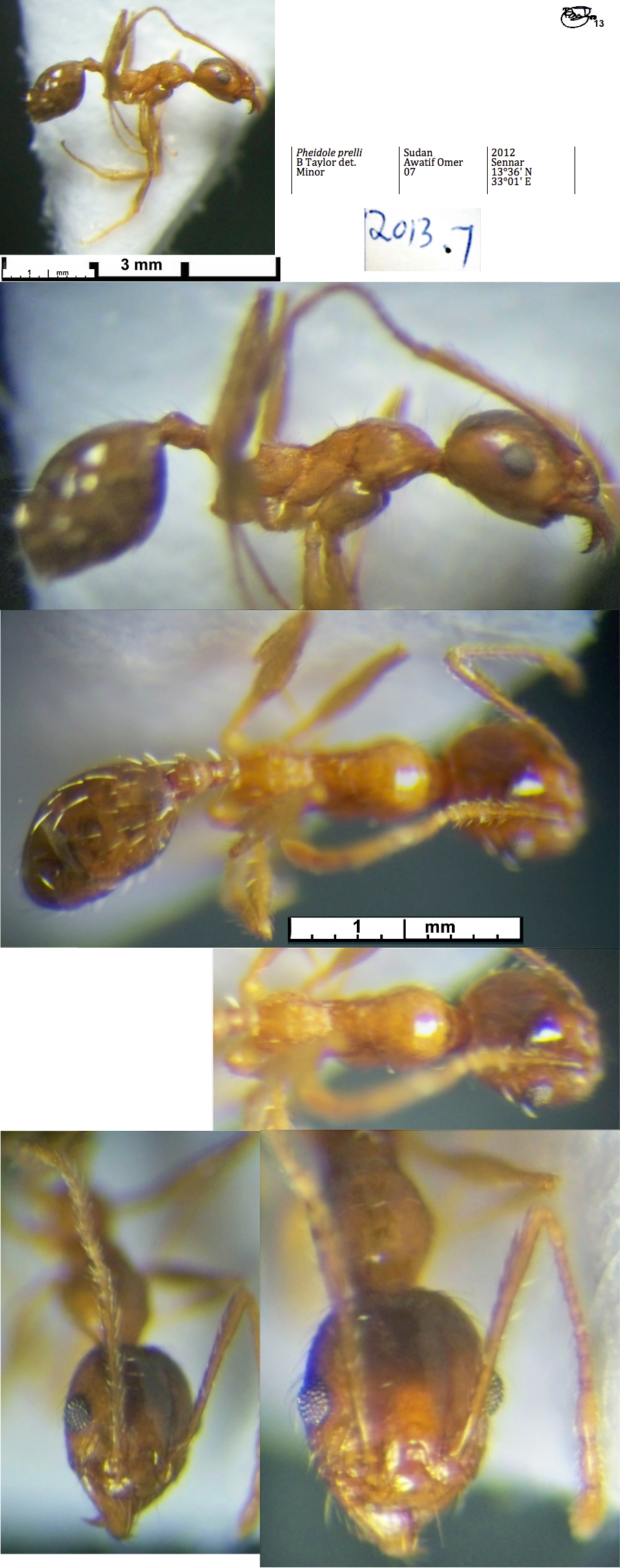 {Pheidole prelli minor}