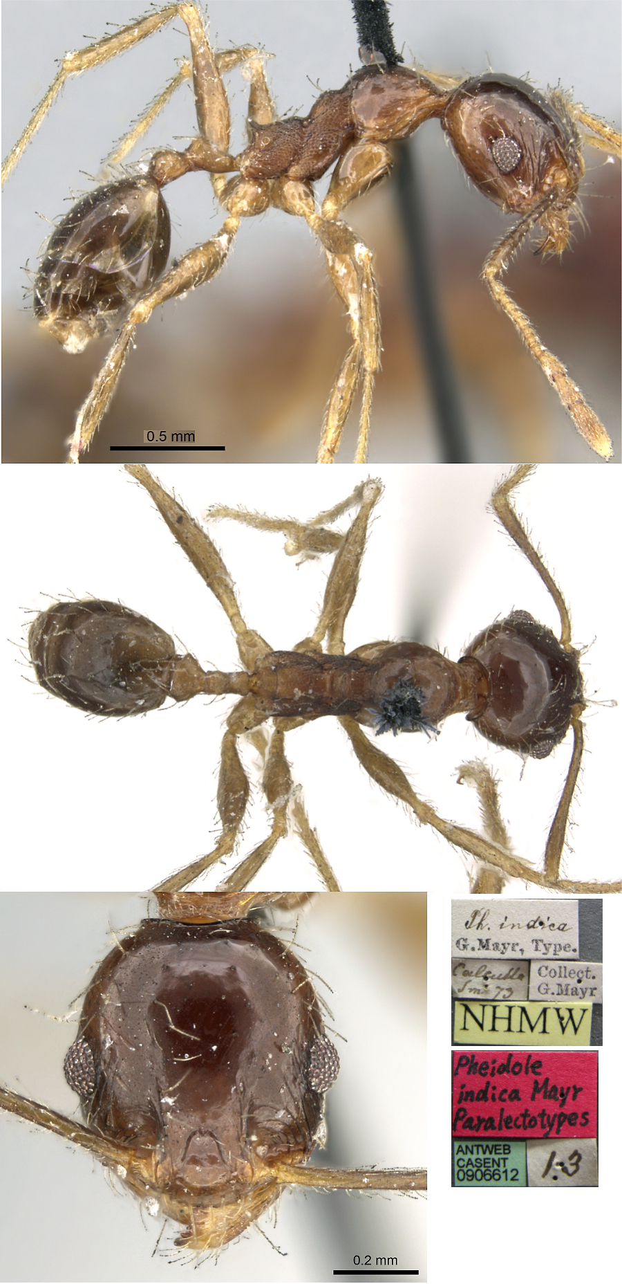 {Pheidole providens indica minor}