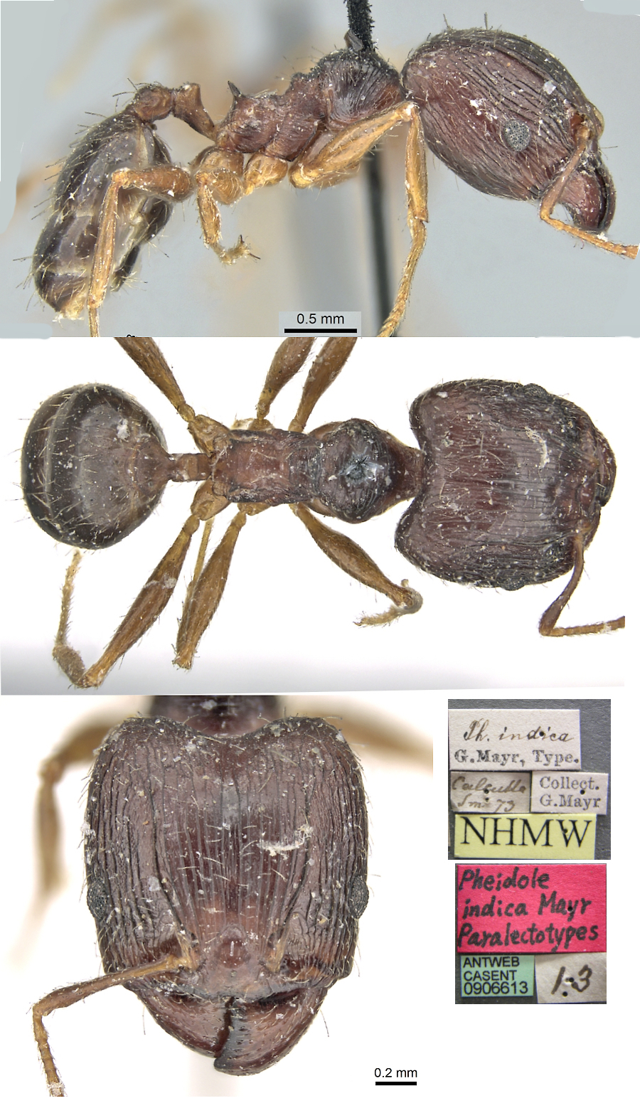 {Pheidole providens indica major}