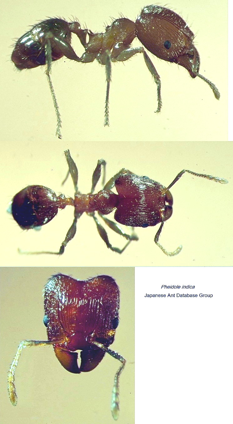 {Pheidole providens}