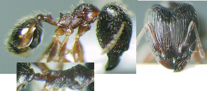 Pheidole providens