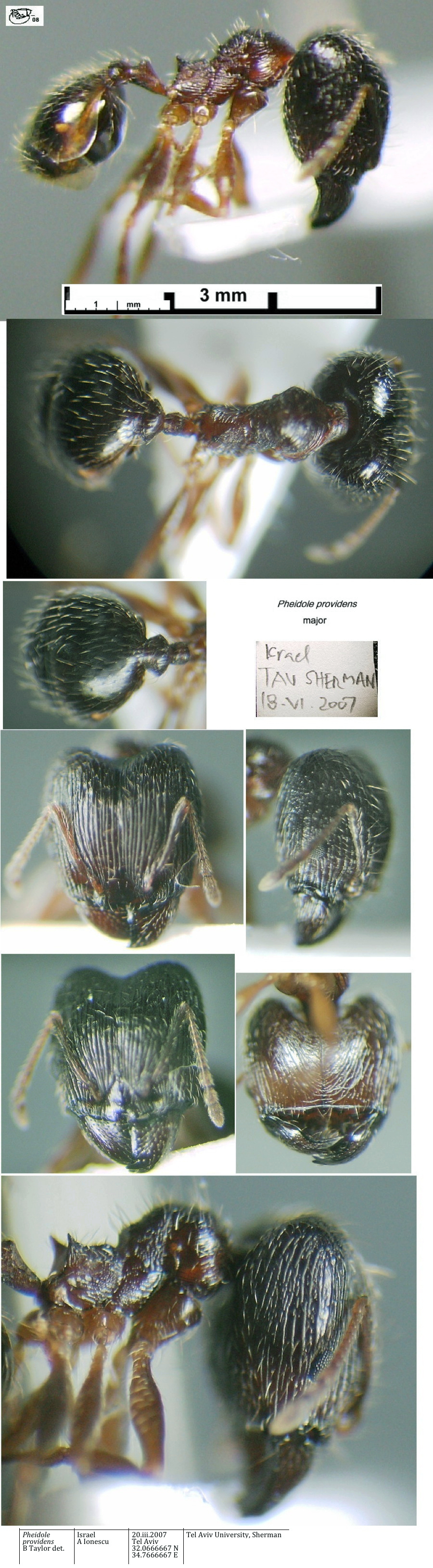 {Pheidole providens major TAU Israel}