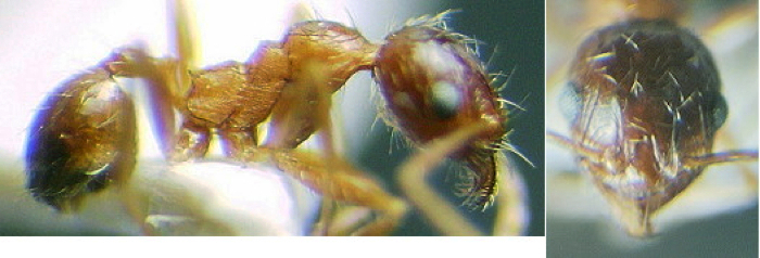 {Pheidole providens minor major}