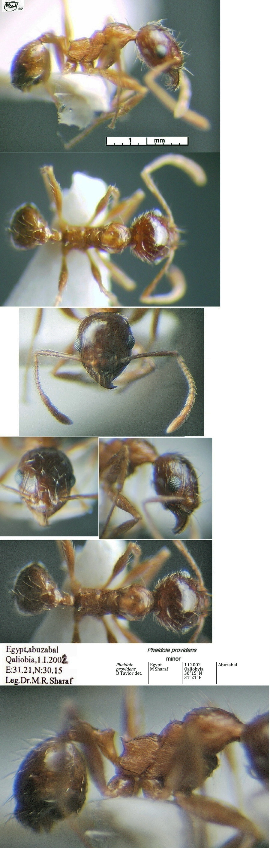 {Pheidole providens minor}