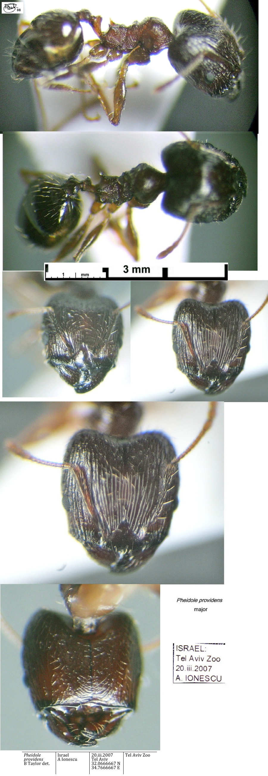 {Pheidole providens major Tel Aviv Zoo Israel}