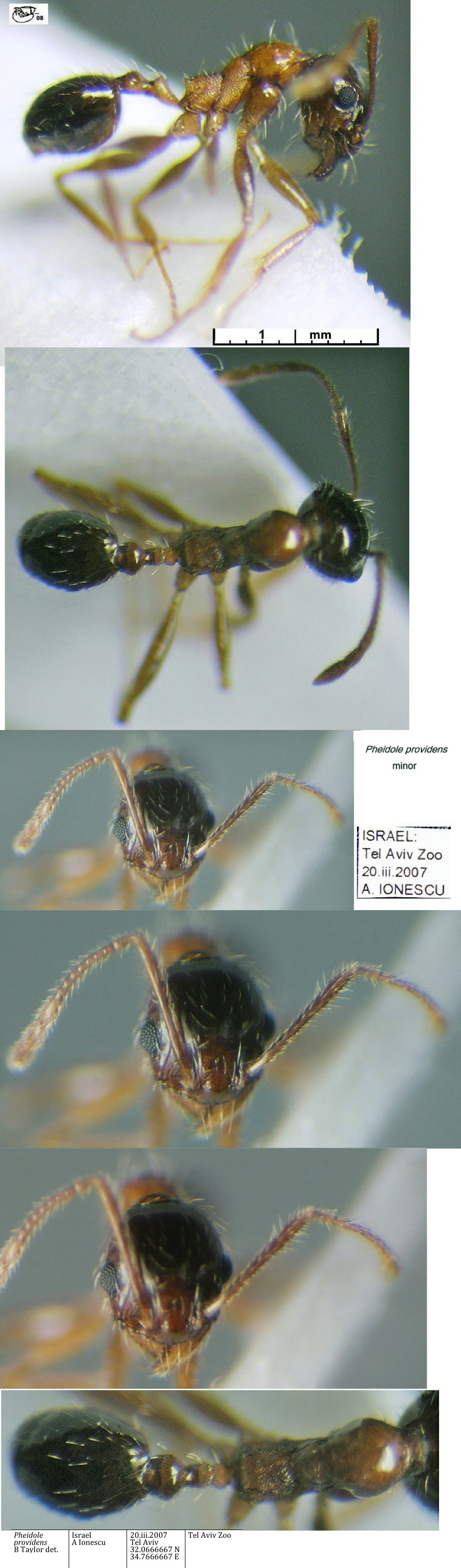 {Pheidole providens minor from Israel}