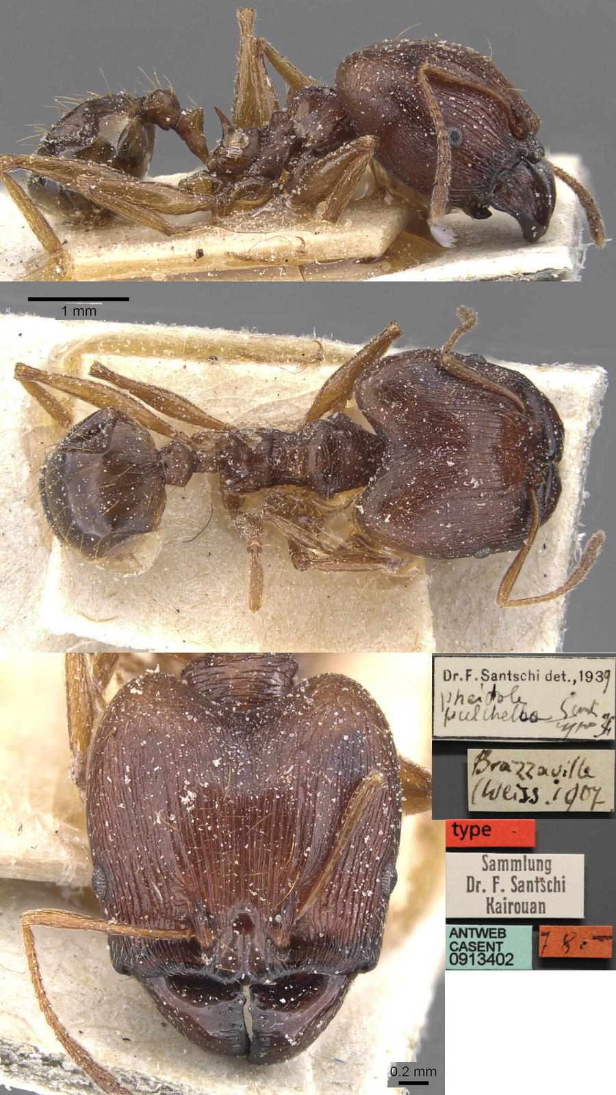 Pheidole pulchella major