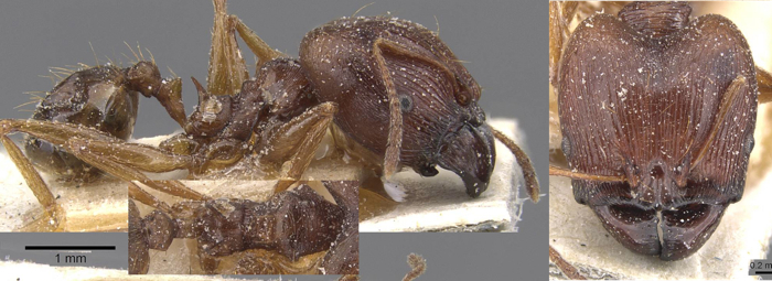 {Pheidole pulchella major}