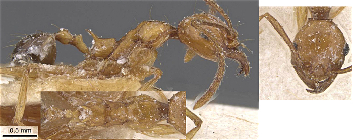 {Pheidole pulchella minor}