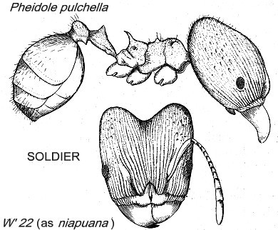 {Pheidole pulchella}