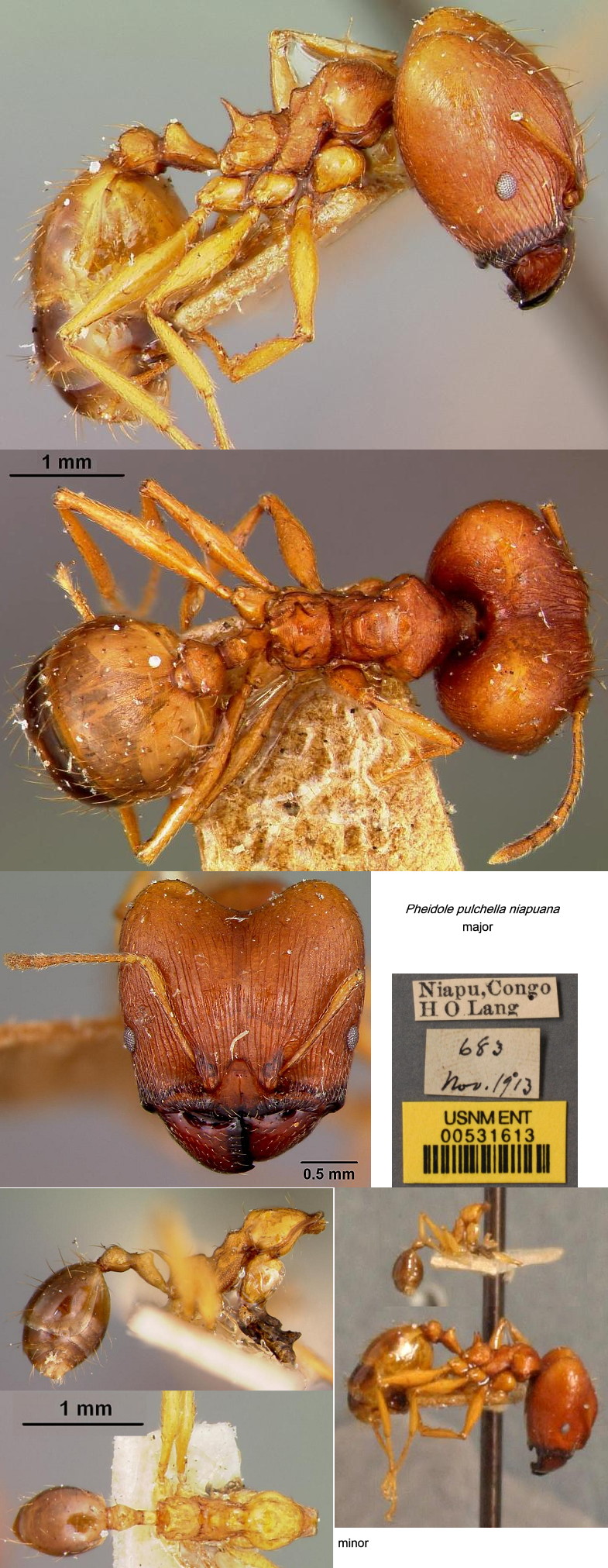 {Pheidole pulchella niapuana}