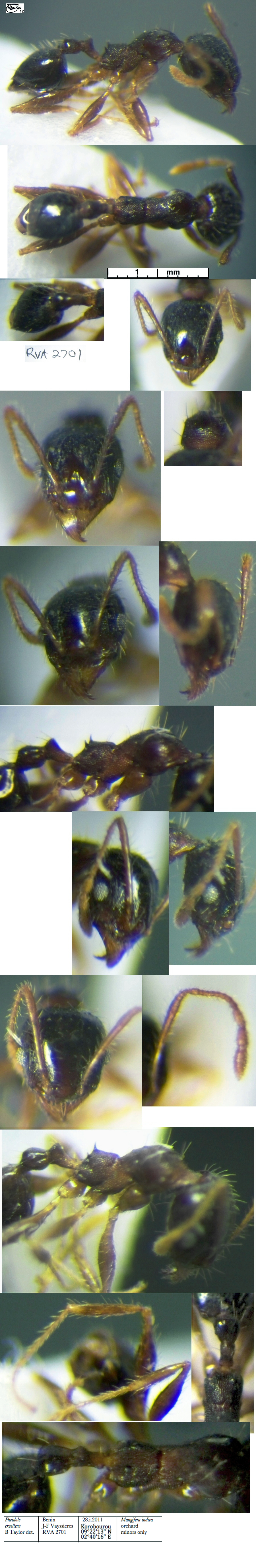 {Pheidole pullata minor}