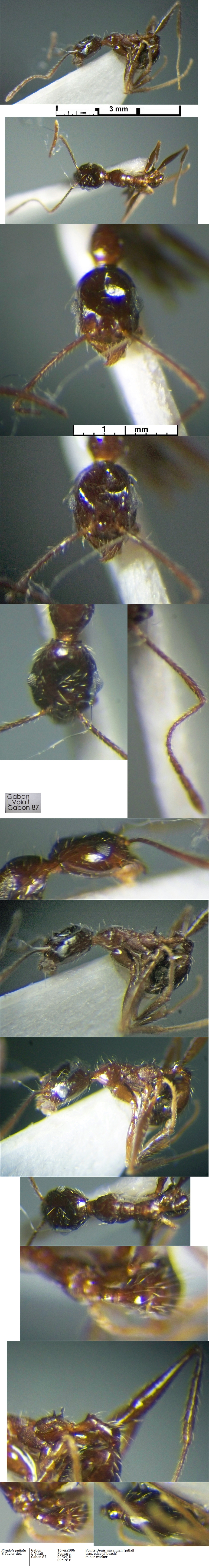 {Pheidole pullata Gabon 87 minor}