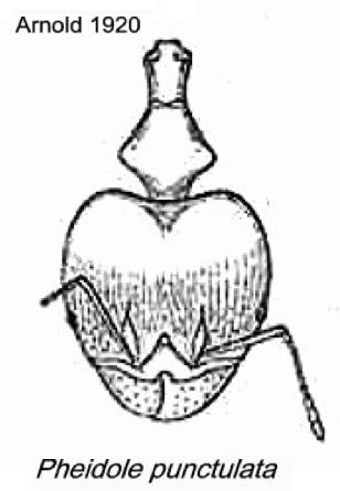 {Pheidole punctulata}