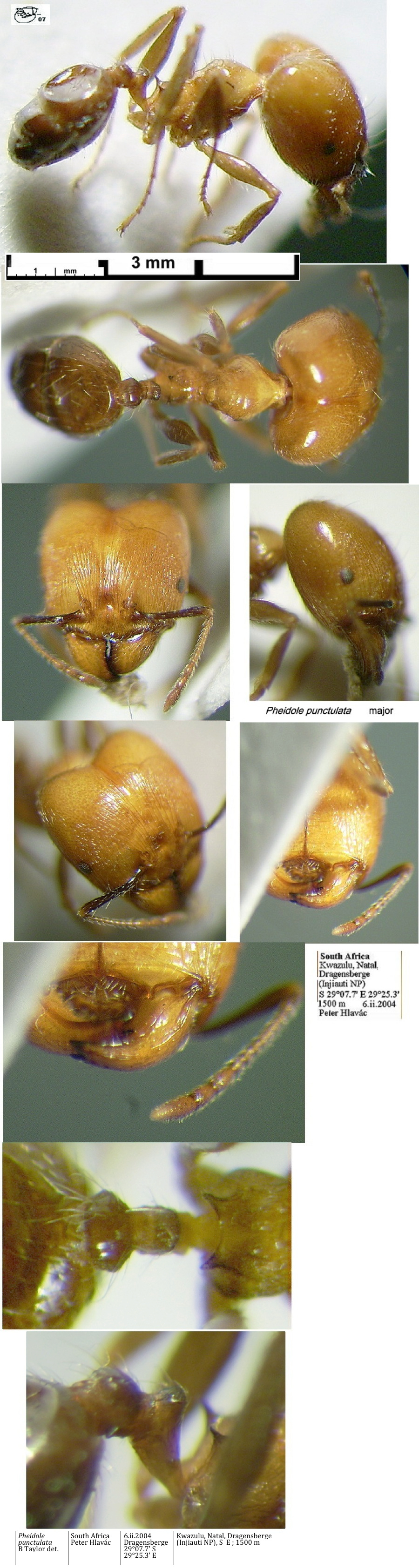 {Pheidole punctulata major}