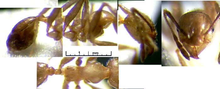 {Pheidole punctulata minor}