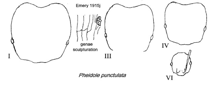 {Pheidole punctulata type}