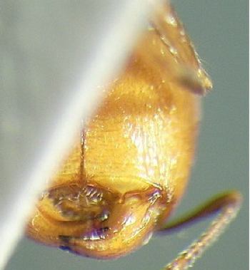 punctulata