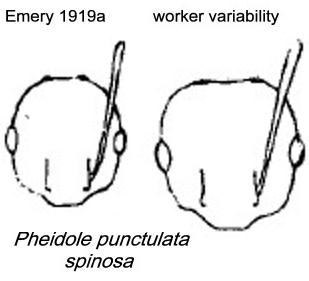 {Pheidole punctulata}