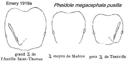 {Pheidole megacephala pusilla}