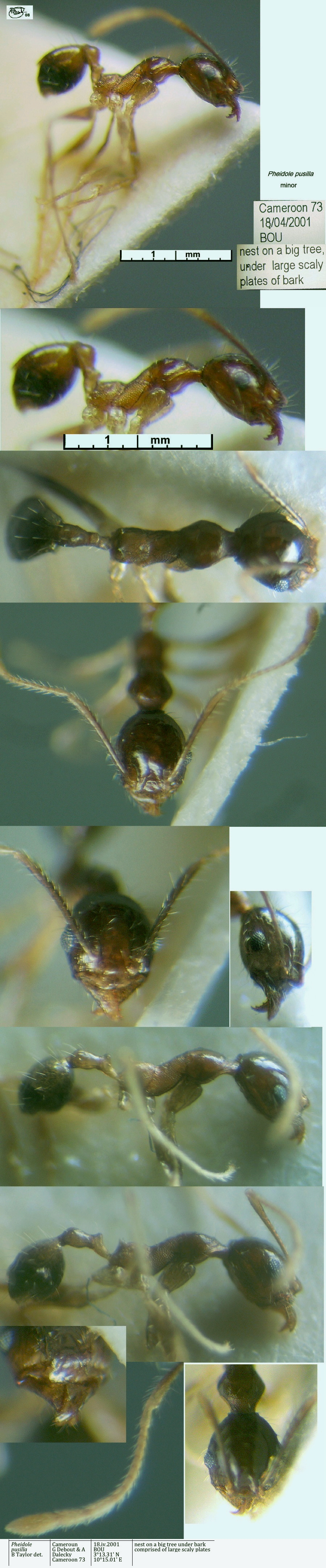 {Pheidole species Cameroon 73 minor}