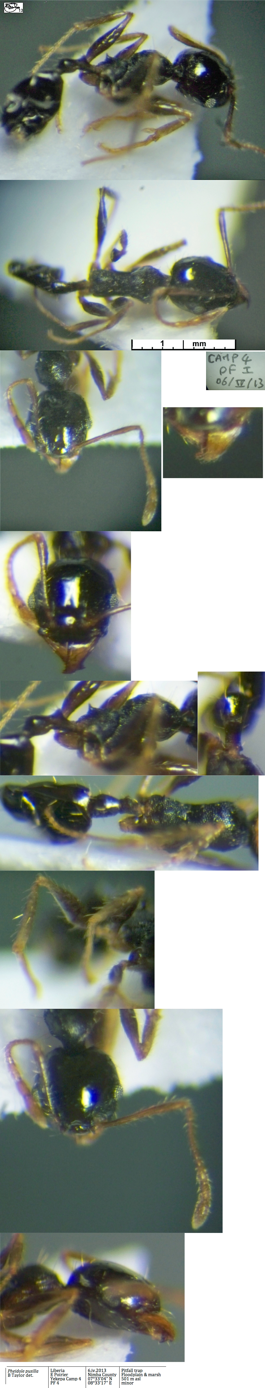 {Pheidole pusilla minor}