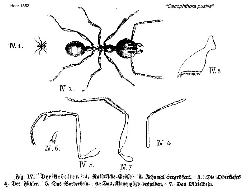 {Pheidole pusilla minor}