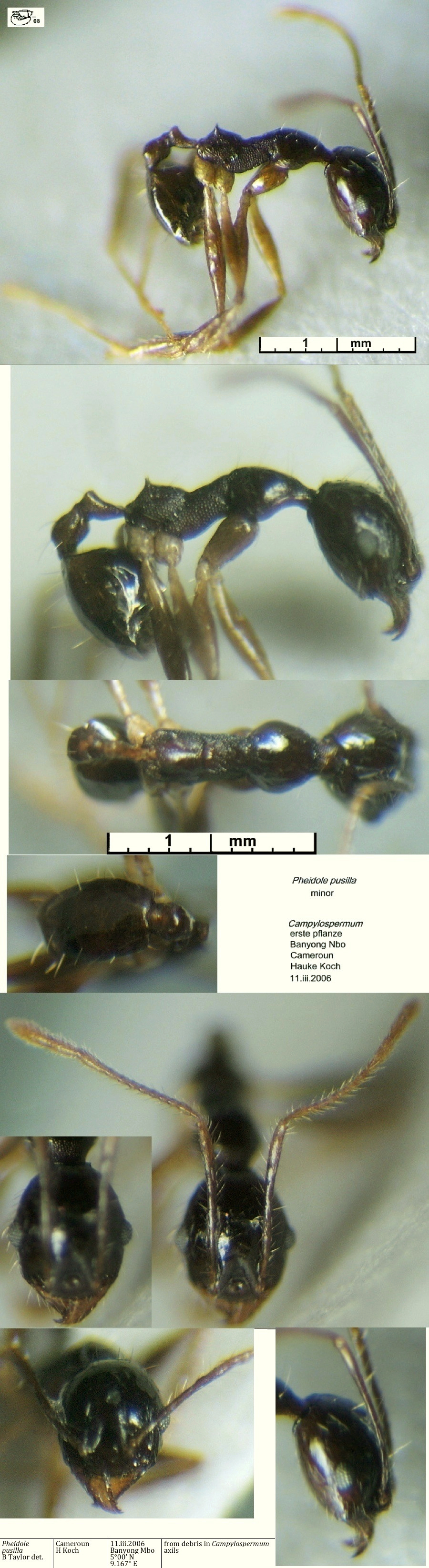 {Pheidole pusilla minor Koch, 2006}