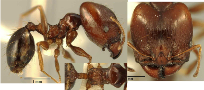Pheidole rebeccae major