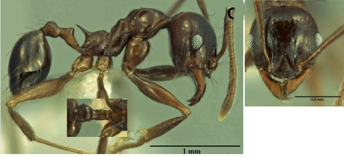 Pheidole rebeccae minor