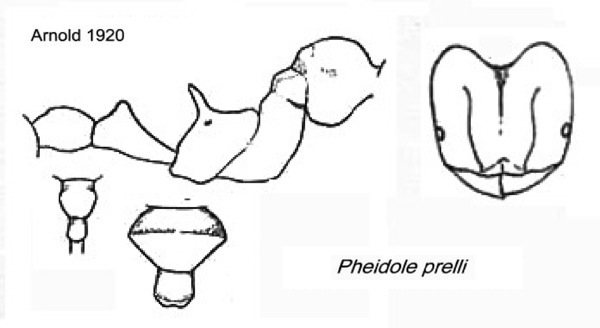 {Pheidole prelli}