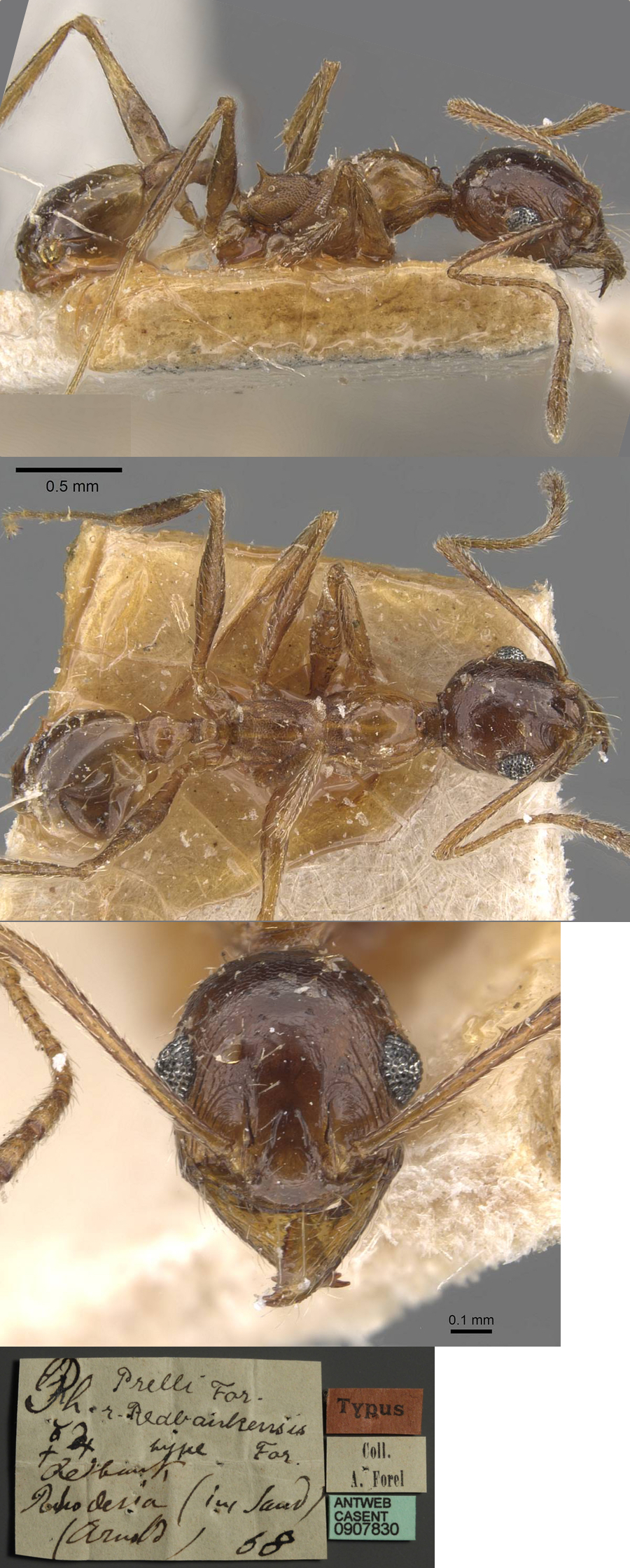 {Pheidole redbankensis minor}