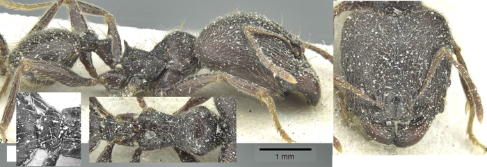 {Pheidole rohani pellax}