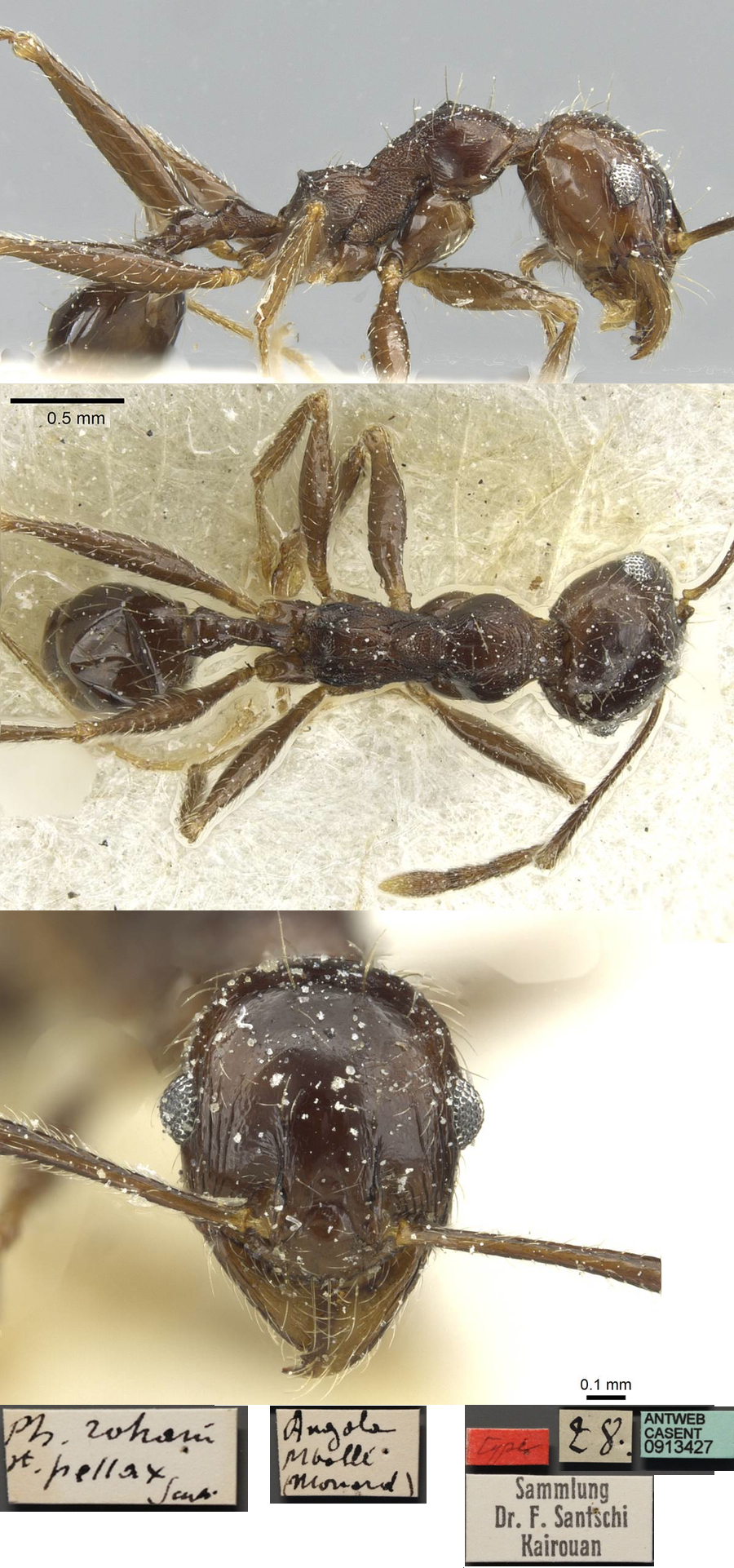 {Pheidole pellax minor